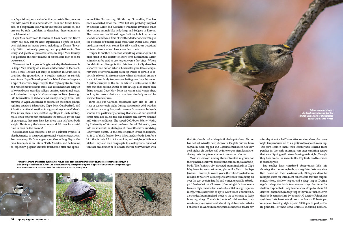 Hibernation feature with photography and text by Sam Wilson